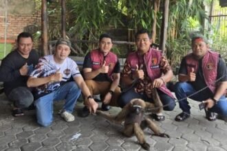Kasat Reskrim Polresta Pekanbaru Kompol Bery Juana Putra (dua dari kanan) saat berhasil mengamankan satwa dilindungi jenis owa siamang bersama jajarannya