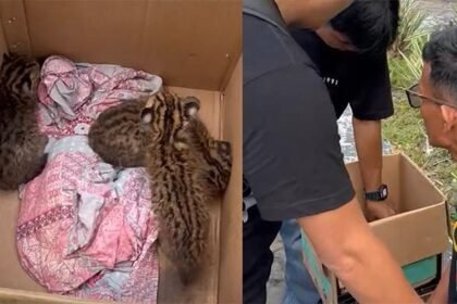 Pelaku berikut satwa dilindungi 3 ekor kucing hutan berhasil diamankan petugas Satuan Reserse Kriminal (Satreskrim) Polresta Pekanbaru di kawasan MTQ, Jalan Jenderal Sudirman, Pekanbaru, Jumat (1/8/2025).