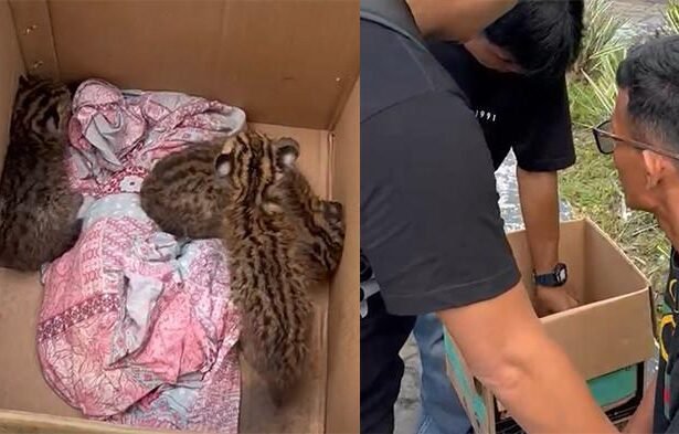 Pelaku berikut satwa dilindungi 3 ekor kucing hutan berhasil diamankan petugas Satuan Reserse Kriminal (Satreskrim) Polresta Pekanbaru di kawasan MTQ, Jalan Jenderal Sudirman, Pekanbaru, Jumat (1/8/2025).
